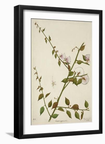 Capparis Zeylanica Linn, 1800-10-null-Framed Giclee Print