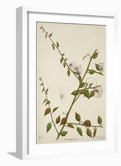 Capparis Zeylanica Linn, 1800-10-null-Framed Giclee Print