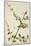 Capparis Zeylanica Linn, 1800-10-null-Mounted Giclee Print
