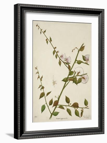 Capparis Zeylanica Linn, 1800-10-null-Framed Giclee Print