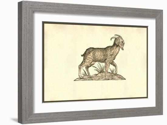 Capra Humana Facie-Ulisse Aldrovandi-Framed Art Print