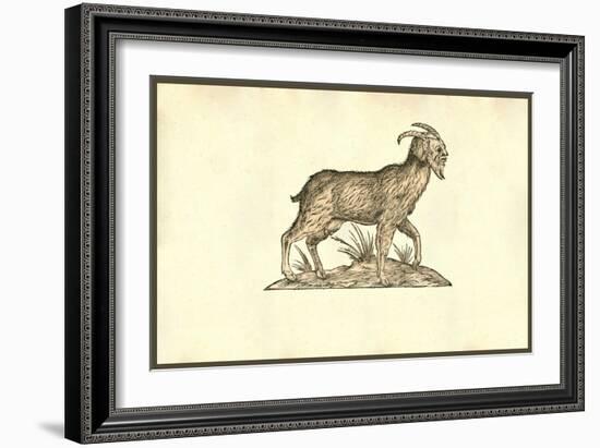 Capra Humana Facie-Ulisse Aldrovandi-Framed Art Print