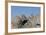 Capricorn on Rocky Ridge-Jurgen Ulmer-Framed Photographic Print