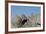 Capricorn on Rocky Ridge-Jurgen Ulmer-Framed Photographic Print