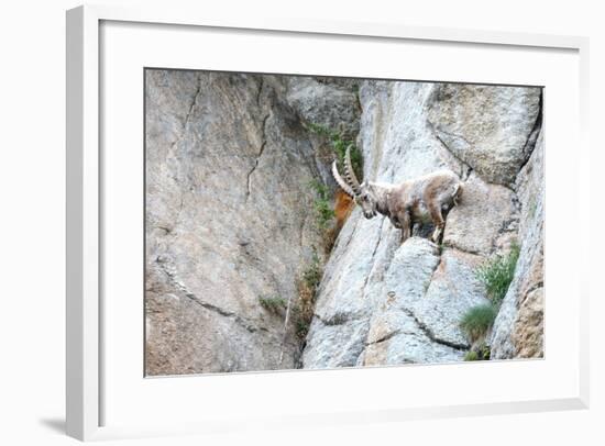 Capricorn-Reiner Bernhardt-Framed Photographic Print