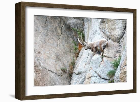 Capricorn-Reiner Bernhardt-Framed Photographic Print