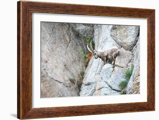 Capricorn-Reiner Bernhardt-Framed Photographic Print