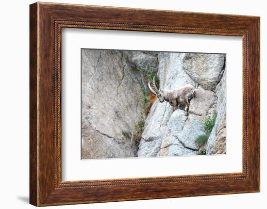 Capricorn-Reiner Bernhardt-Framed Photographic Print