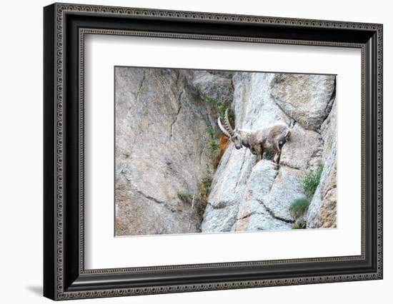 Capricorn-Reiner Bernhardt-Framed Photographic Print