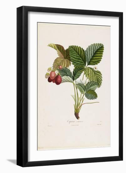 Capron Commun. (Strawberries), from Traite Des Arbres Fruitiers, 1807-1835-Pierre Jean Francois Turpin-Framed Giclee Print