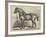 Captain Machell's Two-Year-Old Cart Colt Marvellous-null-Framed Giclee Print