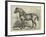 Captain Machell's Two-Year-Old Cart Colt Marvellous-null-Framed Giclee Print