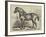 Captain Machell's Two-Year-Old Cart Colt Marvellous-null-Framed Giclee Print