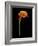 Captivating Calla III-Nancy Slocum-Framed Art Print