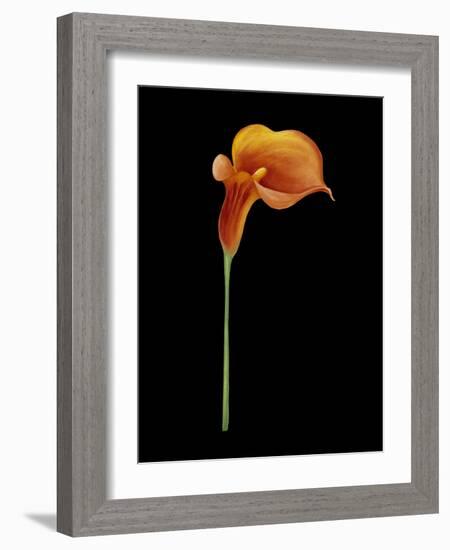 Captivating Calla III-Nancy Slocum-Framed Art Print