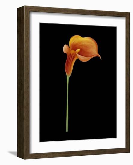 Captivating Calla III-Nancy Slocum-Framed Art Print