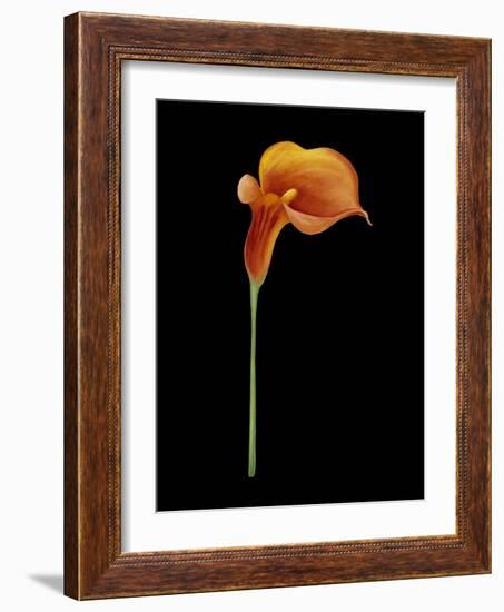 Captivating Calla III-Nancy Slocum-Framed Art Print