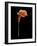 Captivating Calla III-Nancy Slocum-Framed Art Print