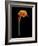 Captivating Calla III-Nancy Slocum-Framed Art Print