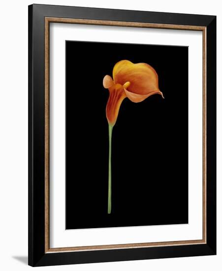 Captivating Calla III-Nancy Slocum-Framed Art Print