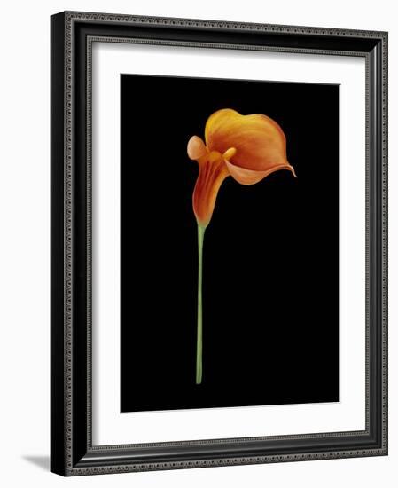 Captivating Calla III-Nancy Slocum-Framed Art Print