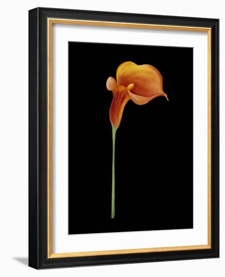 Captivating Calla III-Nancy Slocum-Framed Art Print