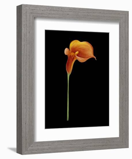 Captivating Calla III-Nancy Slocum-Framed Art Print