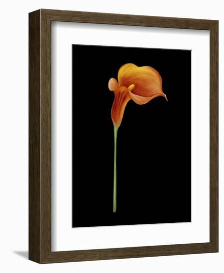 Captivating Calla III-Nancy Slocum-Framed Art Print