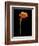 Captivating Calla III-Nancy Slocum-Framed Art Print