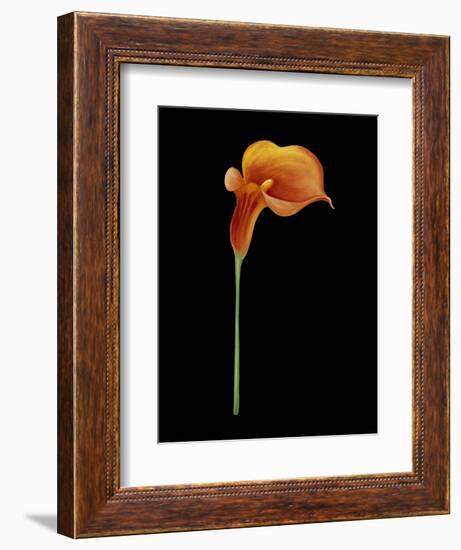 Captivating Calla III-Nancy Slocum-Framed Art Print