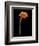 Captivating Calla III-Nancy Slocum-Framed Art Print