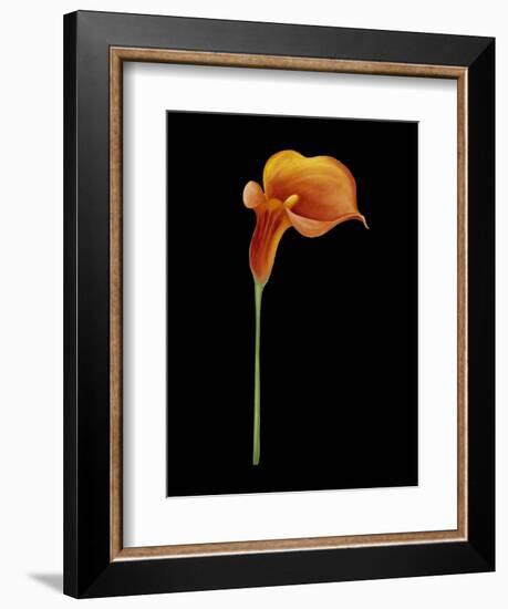 Captivating Calla III-Nancy Slocum-Framed Art Print