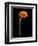 Captivating Calla III-Nancy Slocum-Framed Art Print