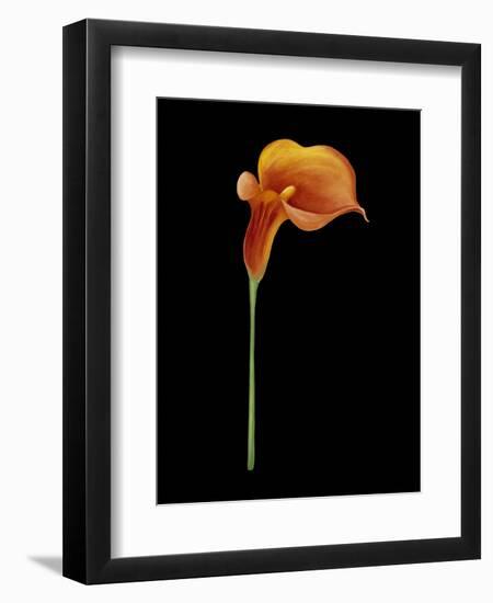 Captivating Calla III-Nancy Slocum-Framed Art Print