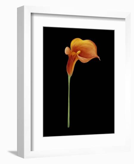 Captivating Calla III-Nancy Slocum-Framed Art Print