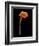 Captivating Calla III-Nancy Slocum-Framed Art Print