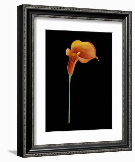 Captivating Calla III-Nancy Slocum-Framed Art Print