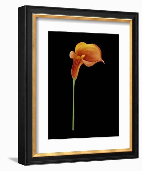 Captivating Calla III-Nancy Slocum-Framed Art Print