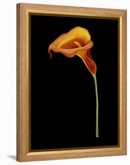 Captivating Calla IV-Nancy Slocum-Framed Stretched Canvas