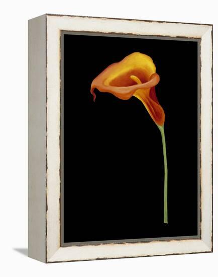 Captivating Calla IV-Nancy Slocum-Framed Stretched Canvas