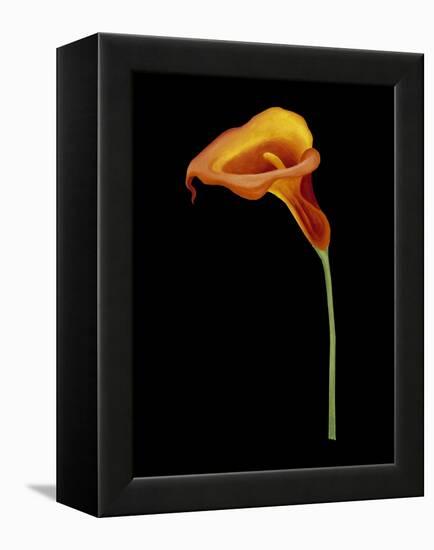 Captivating Calla IV-Nancy Slocum-Framed Stretched Canvas