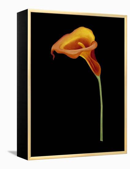 Captivating Calla IV-Nancy Slocum-Framed Stretched Canvas