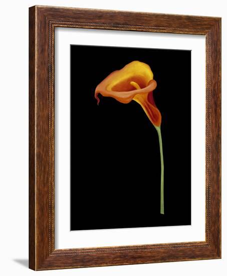 Captivating Calla IV-Nancy Slocum-Framed Art Print