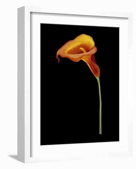 Captivating Calla IV-Nancy Slocum-Framed Art Print