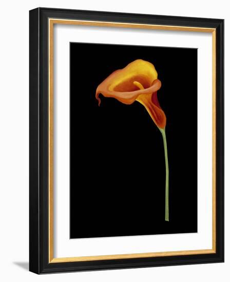 Captivating Calla IV-Nancy Slocum-Framed Art Print