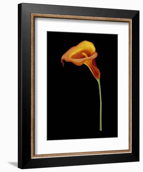 Captivating Calla IV-Nancy Slocum-Framed Art Print