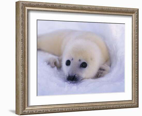 Captivating Stare-Staffan Widstrand-Framed Giclee Print