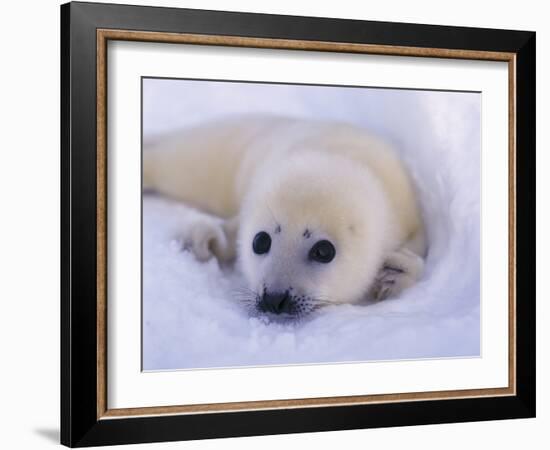 Captivating Stare-Staffan Widstrand-Framed Giclee Print