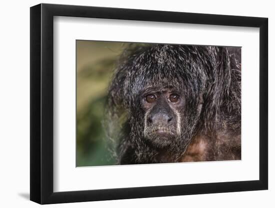 Captive adult Monk saki (Pithecia monachus), San Francisco Village, Loreto, Peru, South America-Michael Nolan-Framed Photographic Print