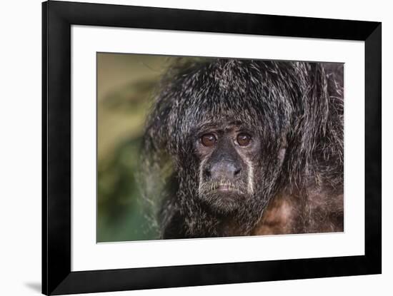 Captive adult Monk saki (Pithecia monachus), San Francisco Village, Loreto, Peru, South America-Michael Nolan-Framed Photographic Print